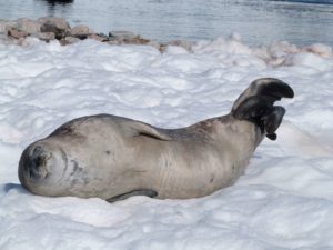 Antarctique