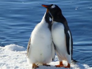 Antarctique