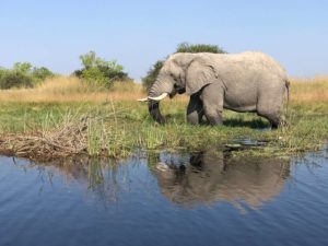 Eléphant Moremi