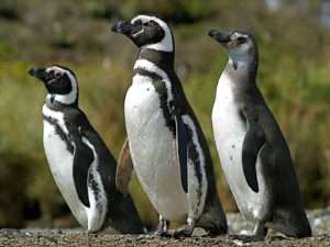 Manchots de Patagonie