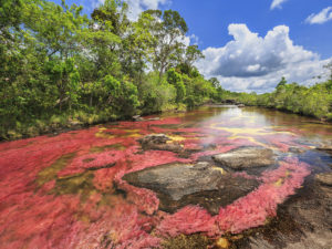 Caño Cristales