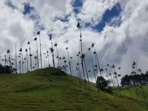 Vallée de Cocora