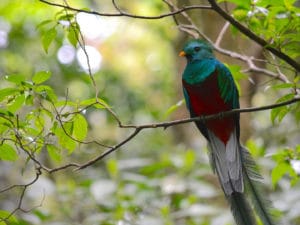 Quetzal