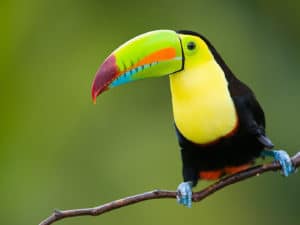 Toucan