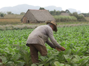 Viñales