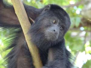 Singe hurleur