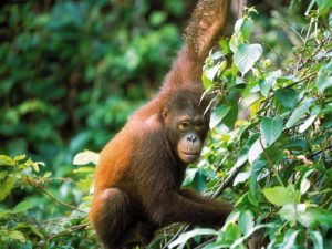 Borneo OrangOutan