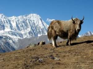 Trek des Annapurnas