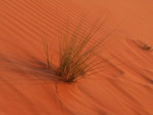 Wahiba sands