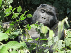 Bwindi gorilles
