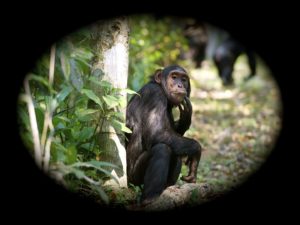 Kibale chimpanzé