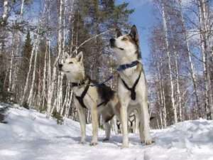 Huskies au Lac Baikal