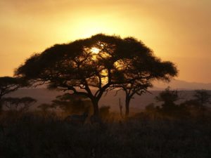 Olivers Camp Tarangire