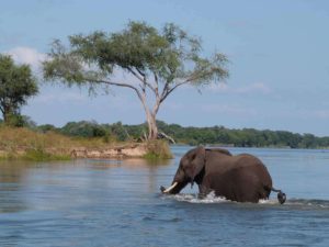 Lower Zambezi - Sausage Tree Camp