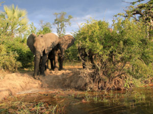 Bord du Zambèze éléphant
