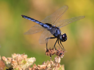 Insecte Chobe