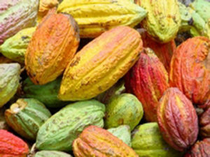 Cabosses de cacao