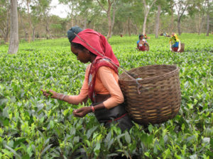 Récolte de thé dans l'Assam