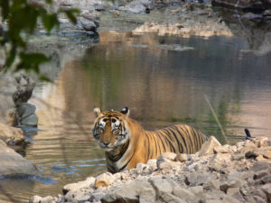 Tigre à Ranthambore