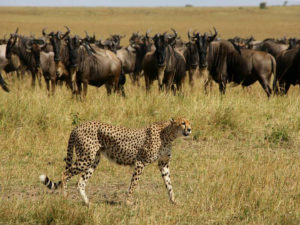 Elephant Peper Camp - Guépard