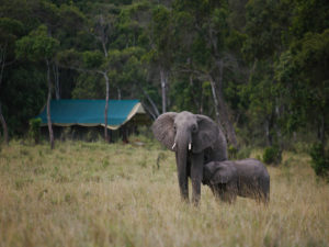 Elephant Peper Camp