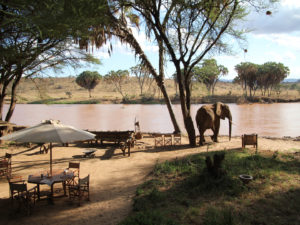 Samburu Elephant