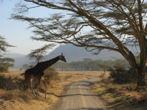 Lac Nakuru