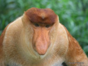 Borneo-Singe Proboscis