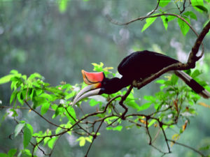 Bornéo - Hornbill