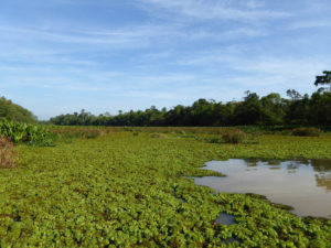 Kinabatanban - Mangrove