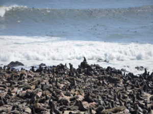 Cape Cross - otaries