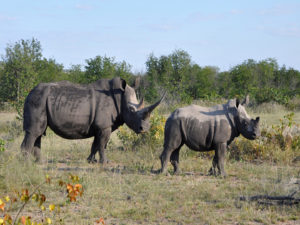 ETOSHA - Rhino