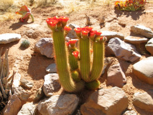 cactus