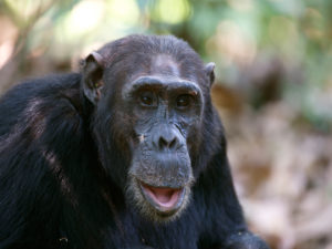 Kibale chimp