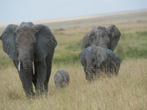 Eléphant Queen Elizabeth