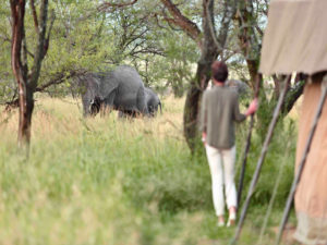 Olakira elephants