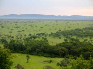 Plaine du Serengeti