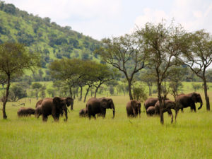 Serengeti Western Corridor