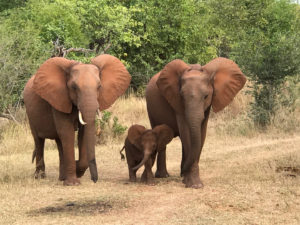 Lac Kariba éléphant