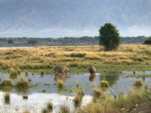 Manapool hippos