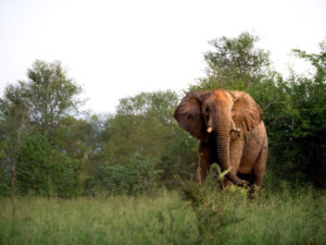 Singita Pamushana Elephant-4