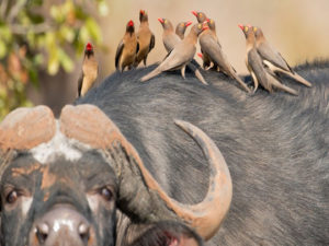 Singita Pamushana Ross Couper 1