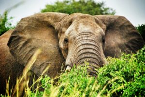 éléphant Kibale
