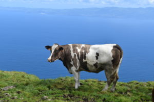 EDV-pays-acores