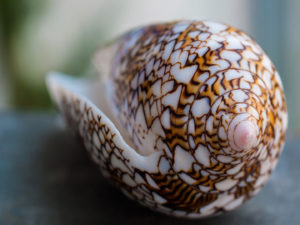 SEY-coquillage
