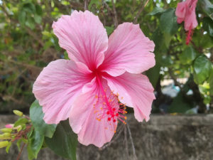 SEY-fleur