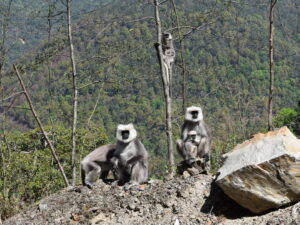 Singes de langur