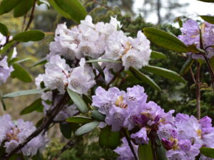 Rhododendron en fleur