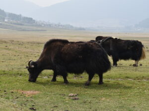 Phobjika Gangtey valley Yaks 1