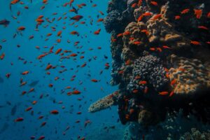 egypt-snorkelling